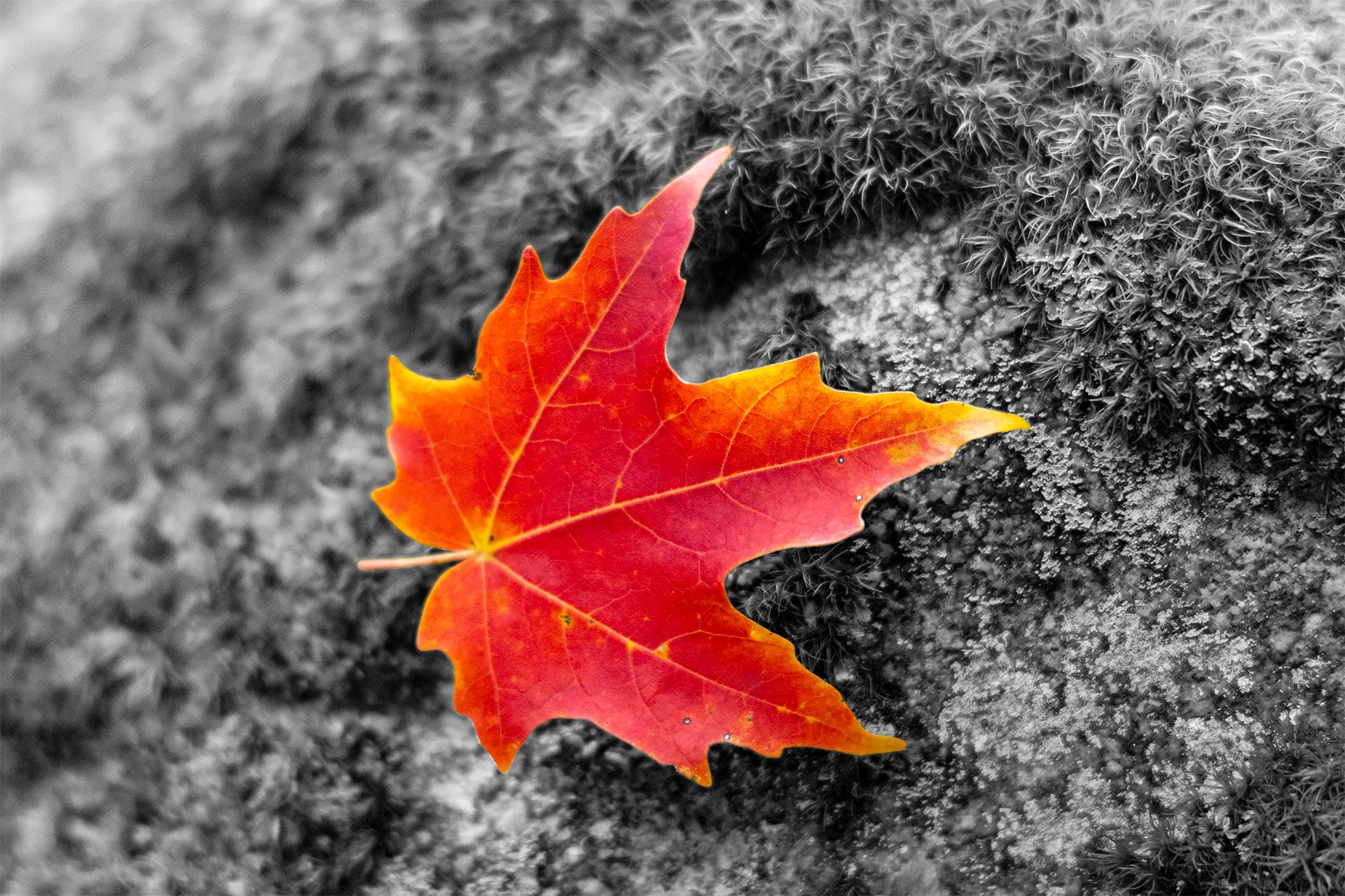A photograph of an autumn colored maple leaf with the background in black and white